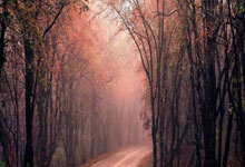 开云体育下载-鹿岛鹿角新援适应良好，世俱杯表现备受期待