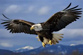 老鹰分外顽强，普洛特涅神来之笔宣告大穆破晋级