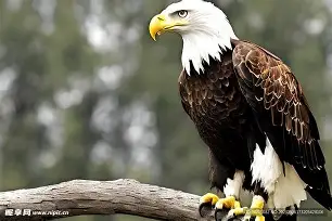 老鹰分外顽强，普洛特涅神来之笔宣告大穆破晋级