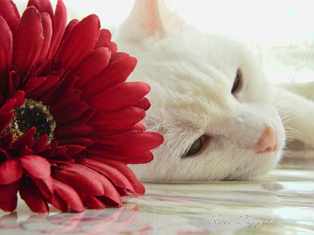 开云APP-数据战争，世界排名争夺战之夜，加维里程碑背后的算法幽灵与血肉宣言